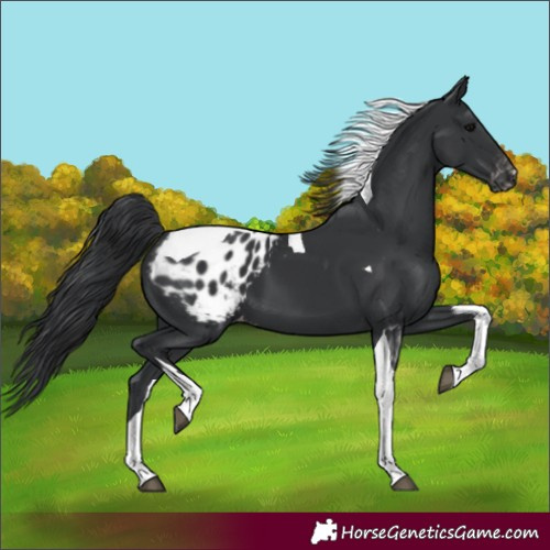 Horse Color:Black Tobiano Appaloosa 