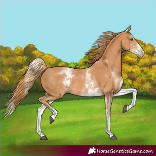 Horse Color:White Spotted Chestnut Splash 