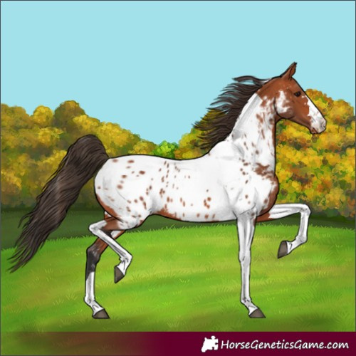 Horse Color:Bay Tobiano Appaloosa 