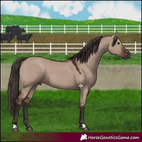Horse Color:Liver Red Dun