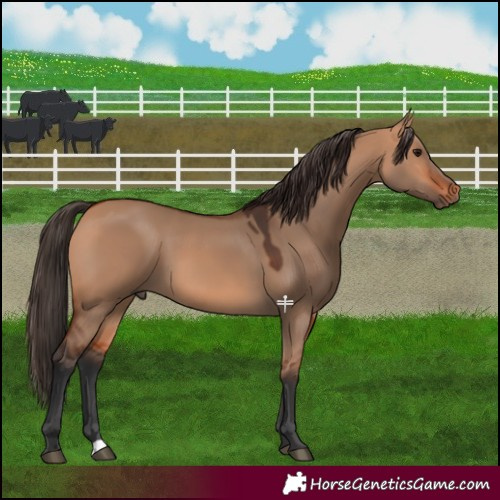 Horse Color:Bay Dun