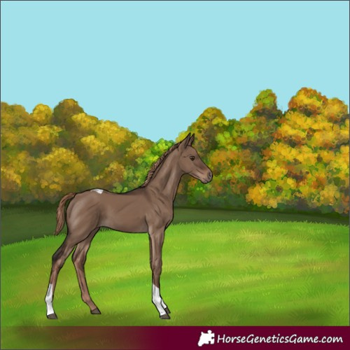 Horse Color:Liver Red Dun Tobiano 