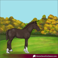 Horse Color:Liver Chestnut Tobiano