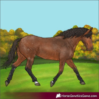 Horse Color:Bay 