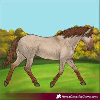Horse Color:Red Dun