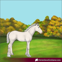 Horse Color:Cremello Dun 