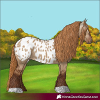 Horse Color:Gray Red Dun Appaloosa 
