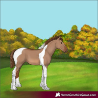 Horse Color:Red Dun Tobiano