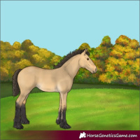 Horse Color:Buckskin Dun
