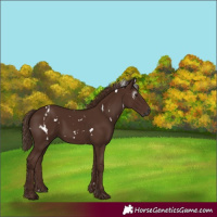 Horse Color:Gray White Spotted Chestnut 