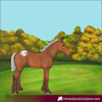 Horse Color:Silver Bay Appaloosa 