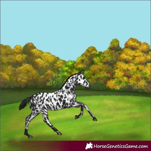 Horse Color:Gray Black Appaloosa 