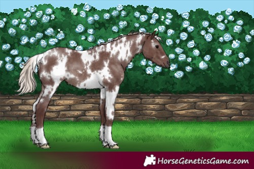Horse Color:Gray White Spotted Chocolate Silver Black 