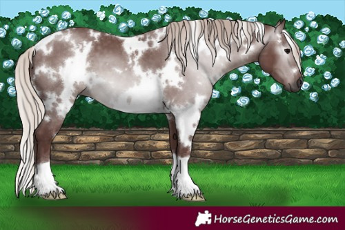 Horse Color:Gray White Spotted Chocolate Silver Black 