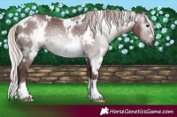 Horse Color:Gray White Spotted Chocolate Silver Black