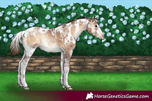 Horse Color:Gray White Spotted Bay Ice Pearl Onyx 