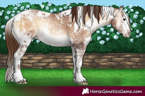 Horse Color:Gray White Spotted Bay Ice Pearl Onyx