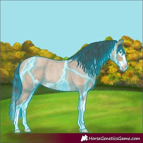 Horse Color:Thunderstruck Amber Champagne Roan Splash Frame Rabicano 