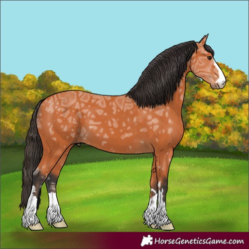 Horse Color:Bay Ice