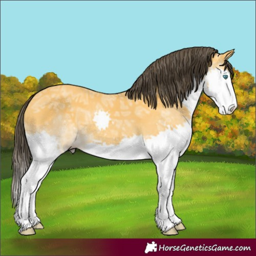 Horse Color:Buckskin Ice Splash 