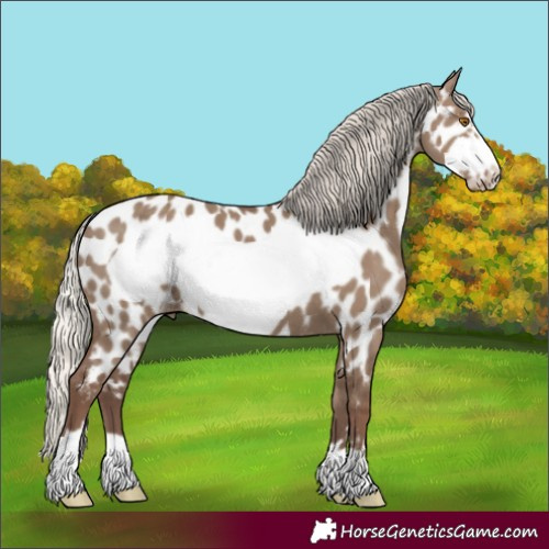 Horse Color:Silver Grullo Frame Appaloosa