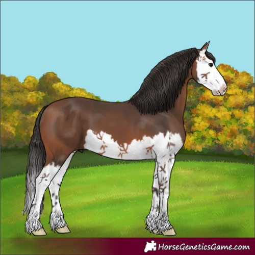 Horse Color:Bay Splash 