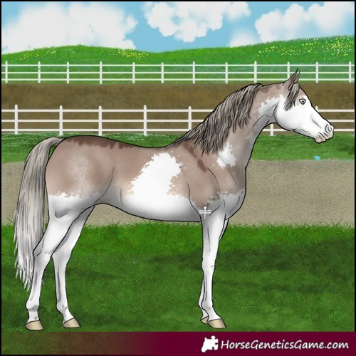Horse Color:Liver Red Dun Mushroom Splash 