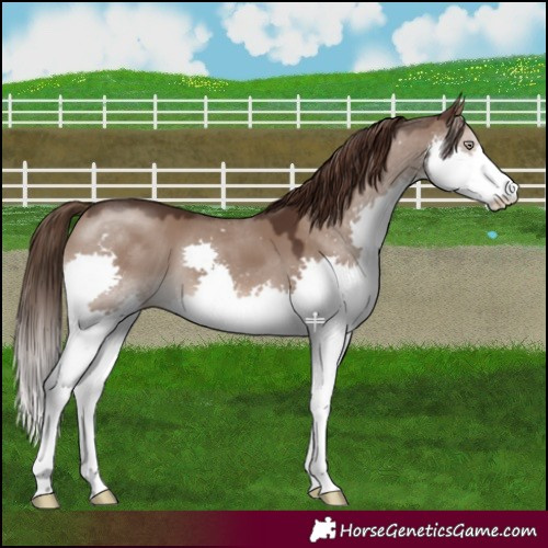 Horse Color:Liver Red Dun Splash 