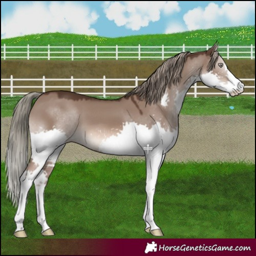 Horse Color:Liver Red Dun Mushroom Splash 