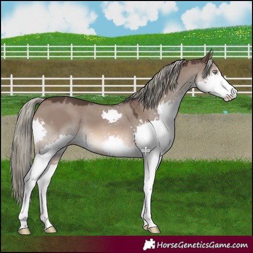 Horse Color:Liver Red Dun Mushroom Splash 