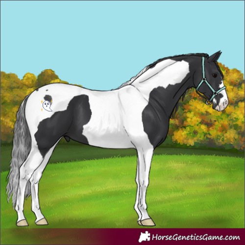 Horse Color:Black Tobiano 
