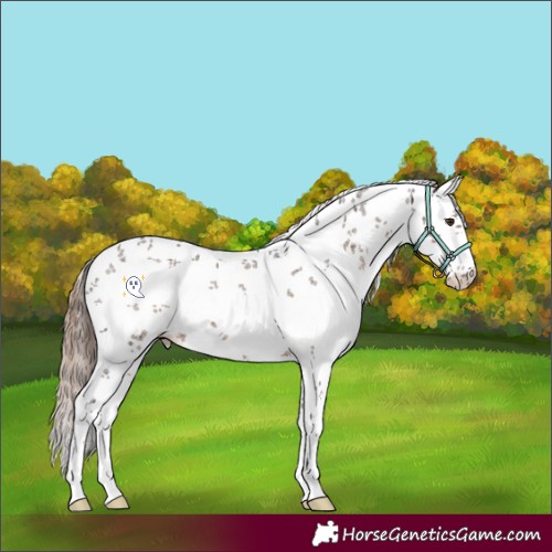 Horse Color:White Spotted Liver Chestnut Sabino Rabicano 