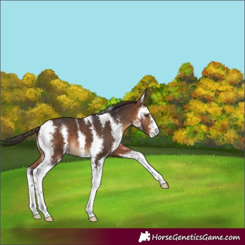 Horse Color:Bay Sabino 