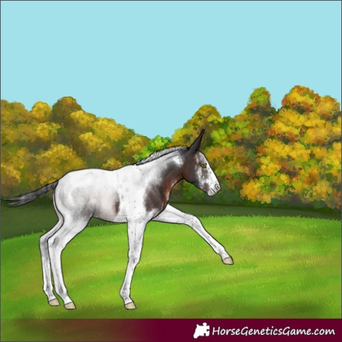 Horse Color:Brown Sabino Tobiano Appaloosa