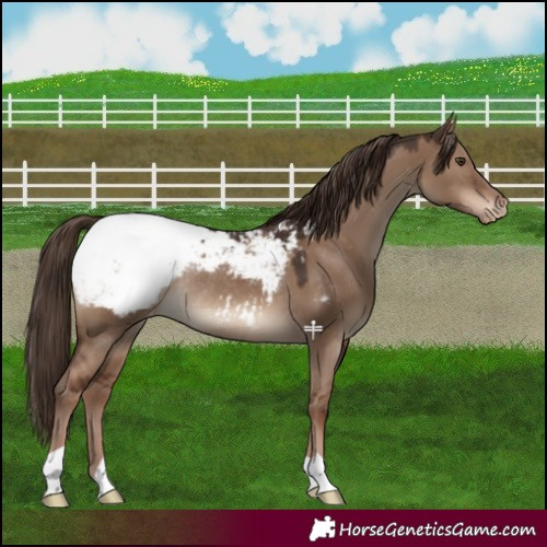 Horse Color:Liver Red Dun Appaloosa Rabicano 
