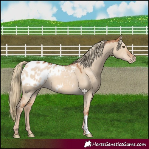 Horse Color:Red Dun Mushroom Appaloosa 