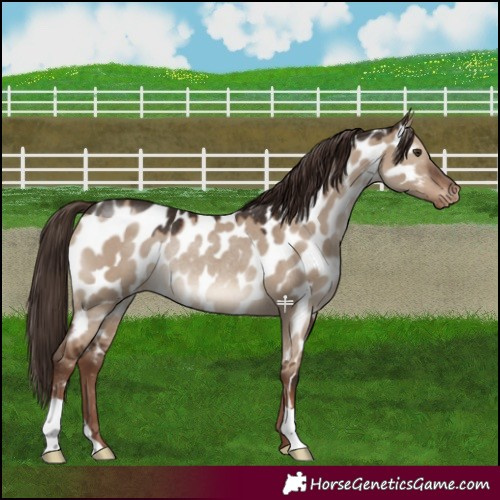 Horse Color:Liver Red Dun Appaloosa Rabicano 