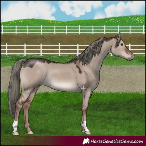 Horse Color:Liver Red Dun Mushroom 