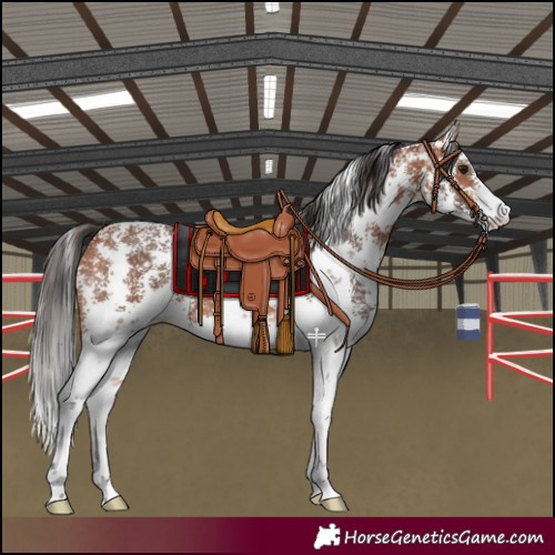 Horse Color:Bay Sabino 