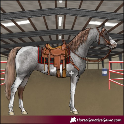 Horse Color:Liver Red Roan Tobiano Frame Rabicano