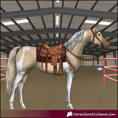 Horse Color:Chocolate Palomino Dun Tobiano
