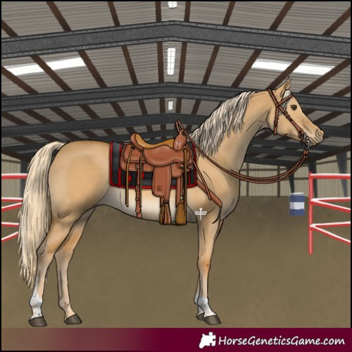 Horse Color:Palomino Dun Tobiano
