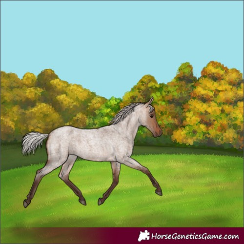 Horse Color:Silver Brown Roan Dun