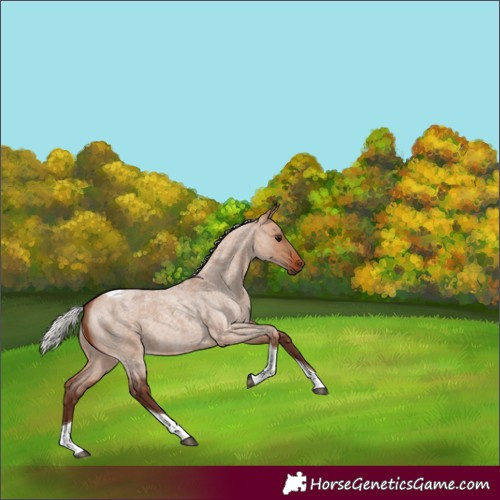 Horse Color:Silver Bay Roan Dun Tobiano