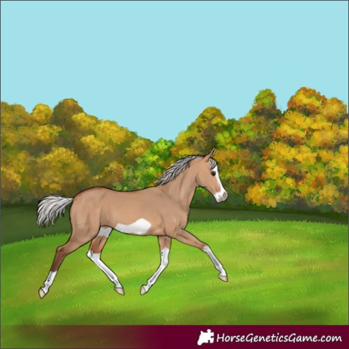 Horse Color:Silver Bay Dun Splash Frame