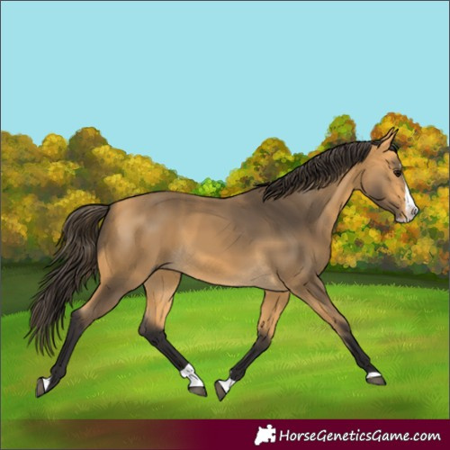 Horse Color:Buckskin Splash