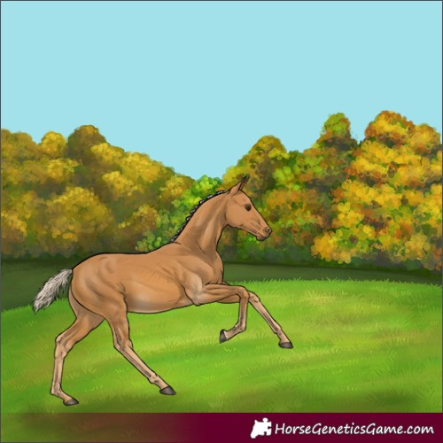 Horse Color:Palomino