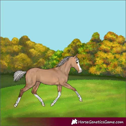 Horse Color:Silver Bay Dun Splash