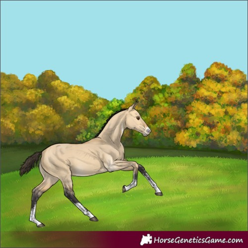 Horse Color:Buckskin Dun Sabino
