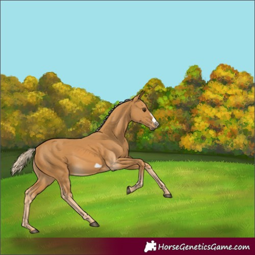 Horse Color:Palomino Frame